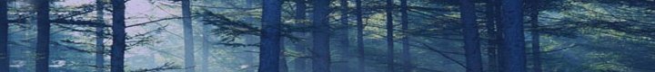 Blue Moose Webworks: SEO, PPC, Internet Marketing Consulting