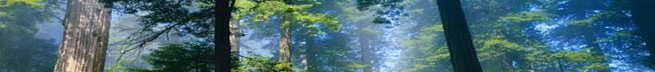 Blue Moose Webworks: Web design, SEO services & more